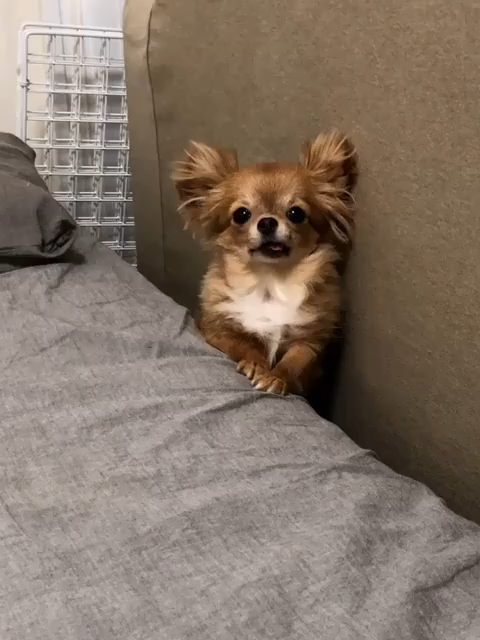@ichig.8