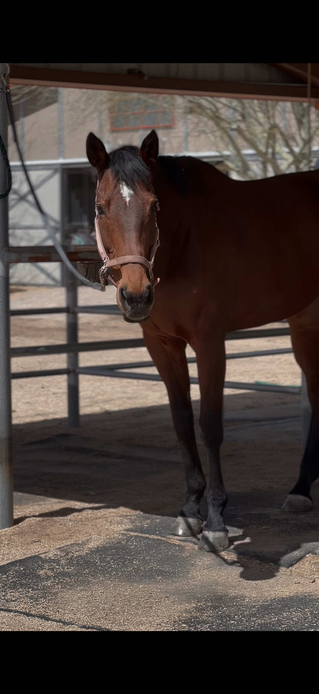 @VictoriaLynnEquestrian
