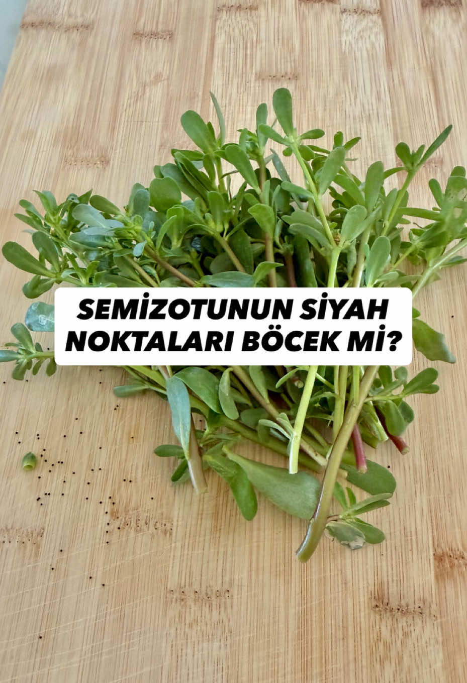 @Erdem Öner