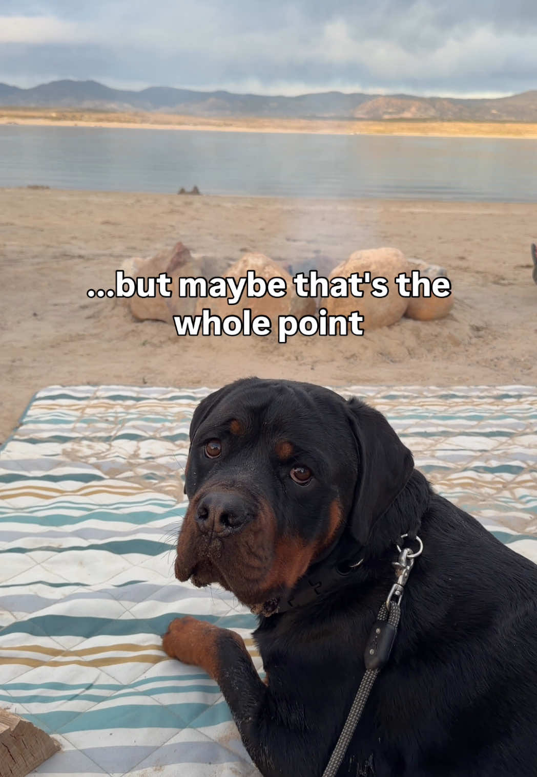 @Rex the Rottweiler