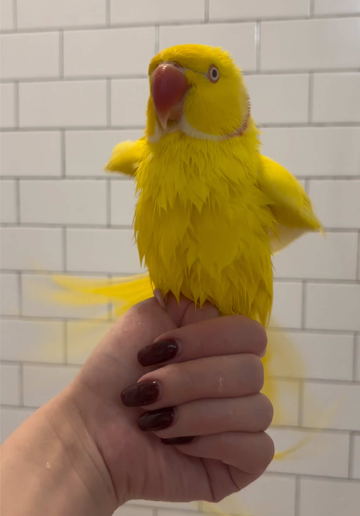 @TWINKIE 🐥