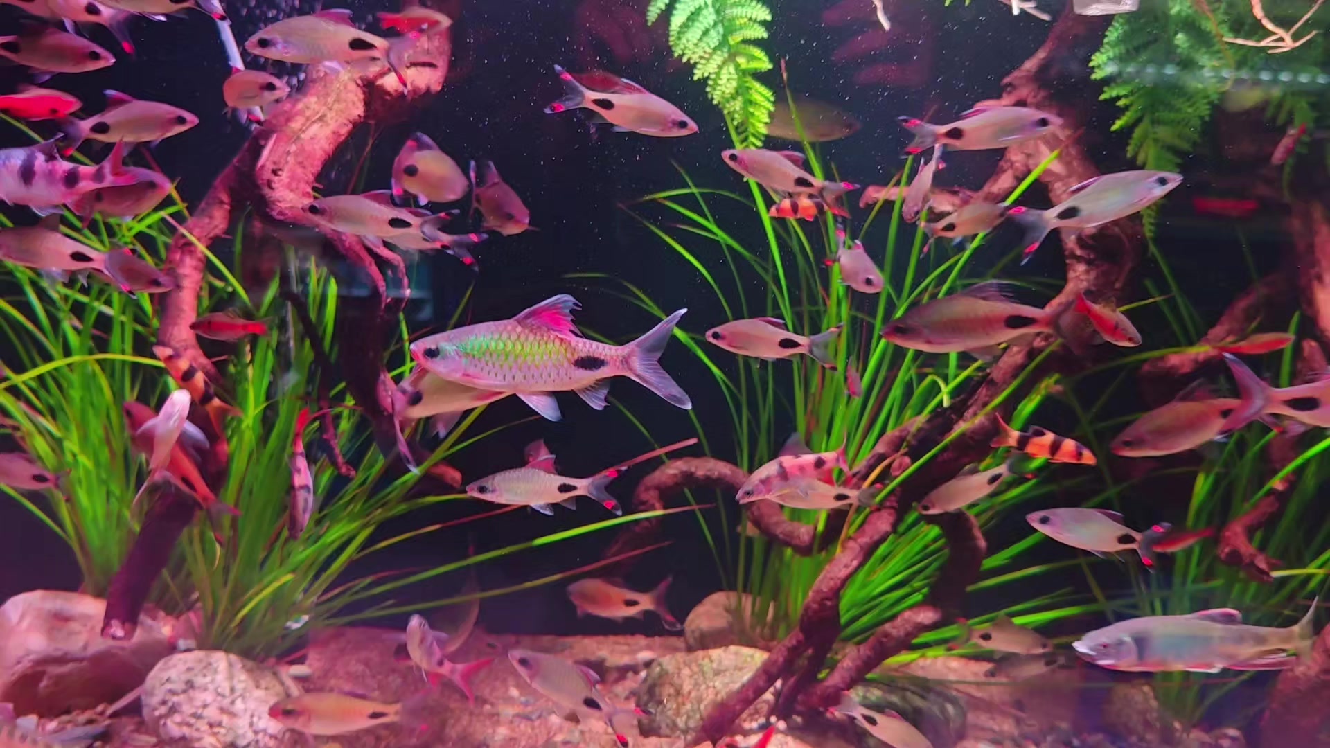 @Long chơi  hồng mi b&oacute;ng đ&ecirc;m 🦈