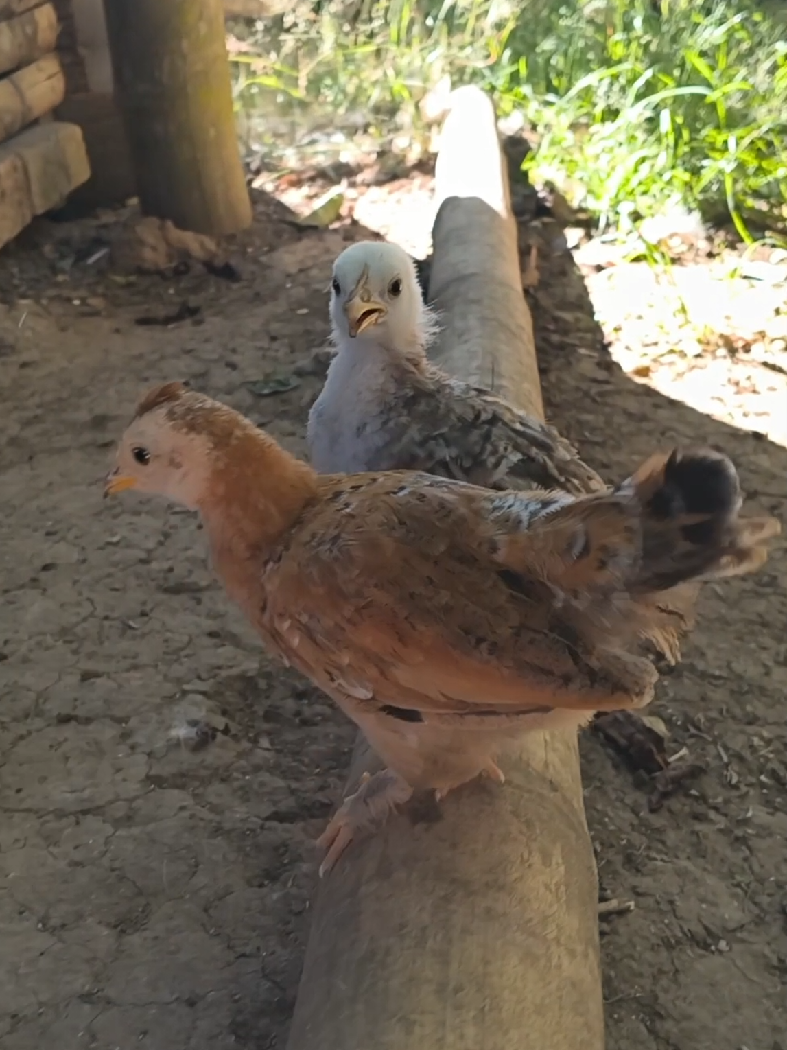@La Cornelia Farm