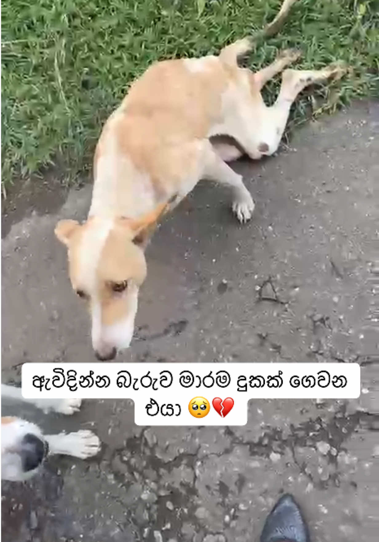 @DOG LOVERS