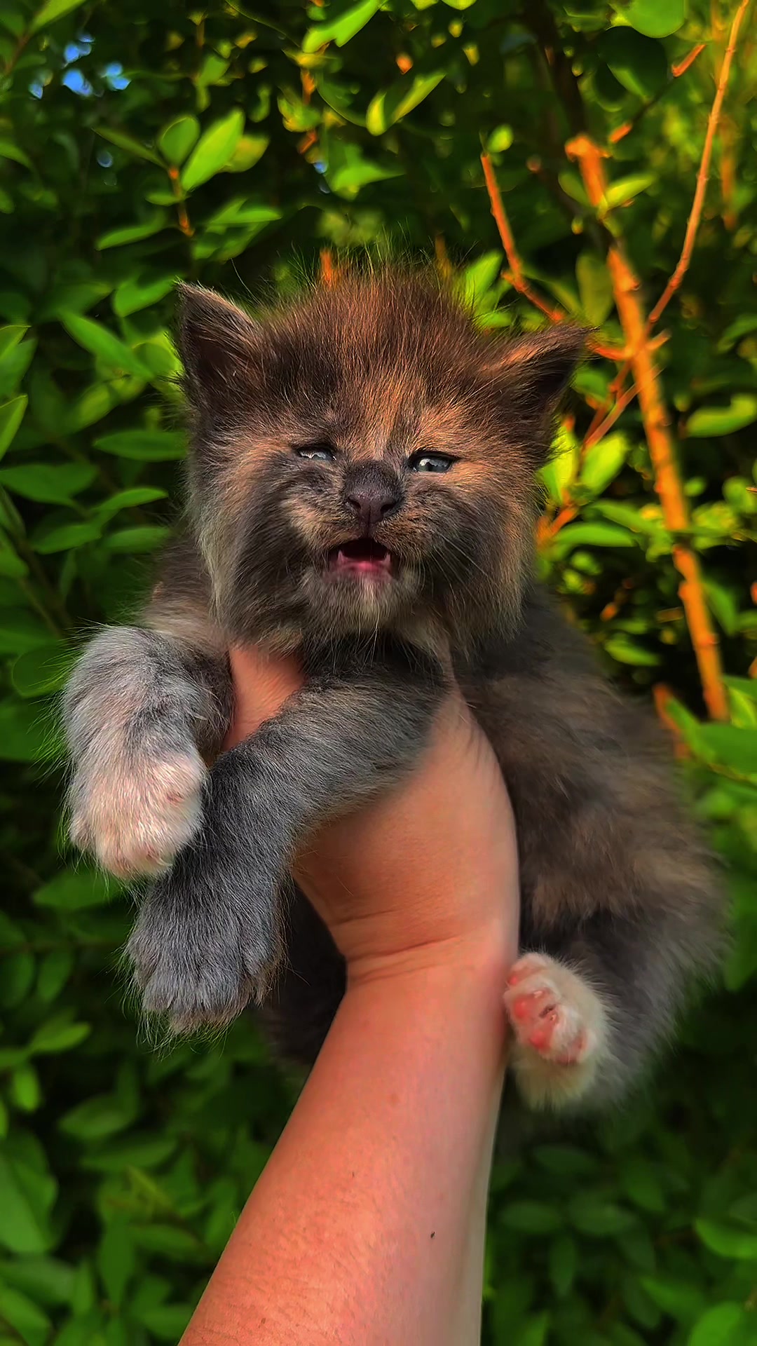 @Mossy Cottage Maine Coons 🌙