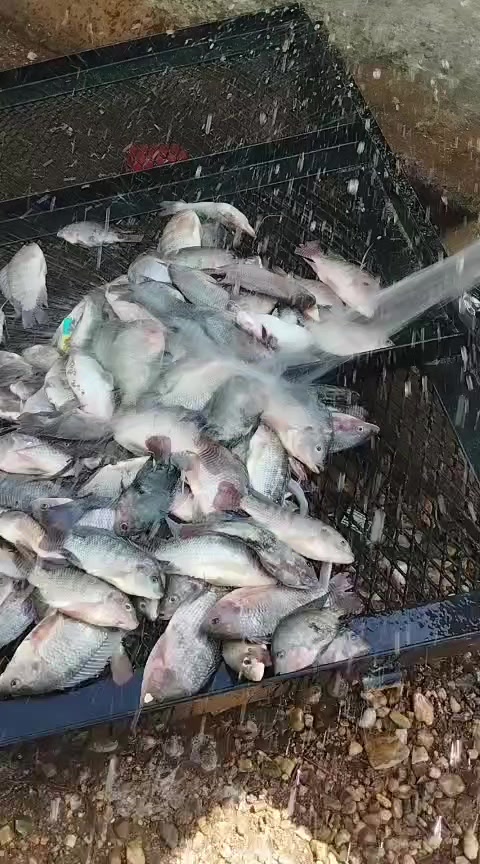 @Gómez Gio🇬🇹