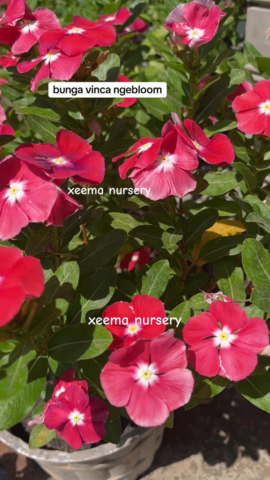 @Xeema_Nursery