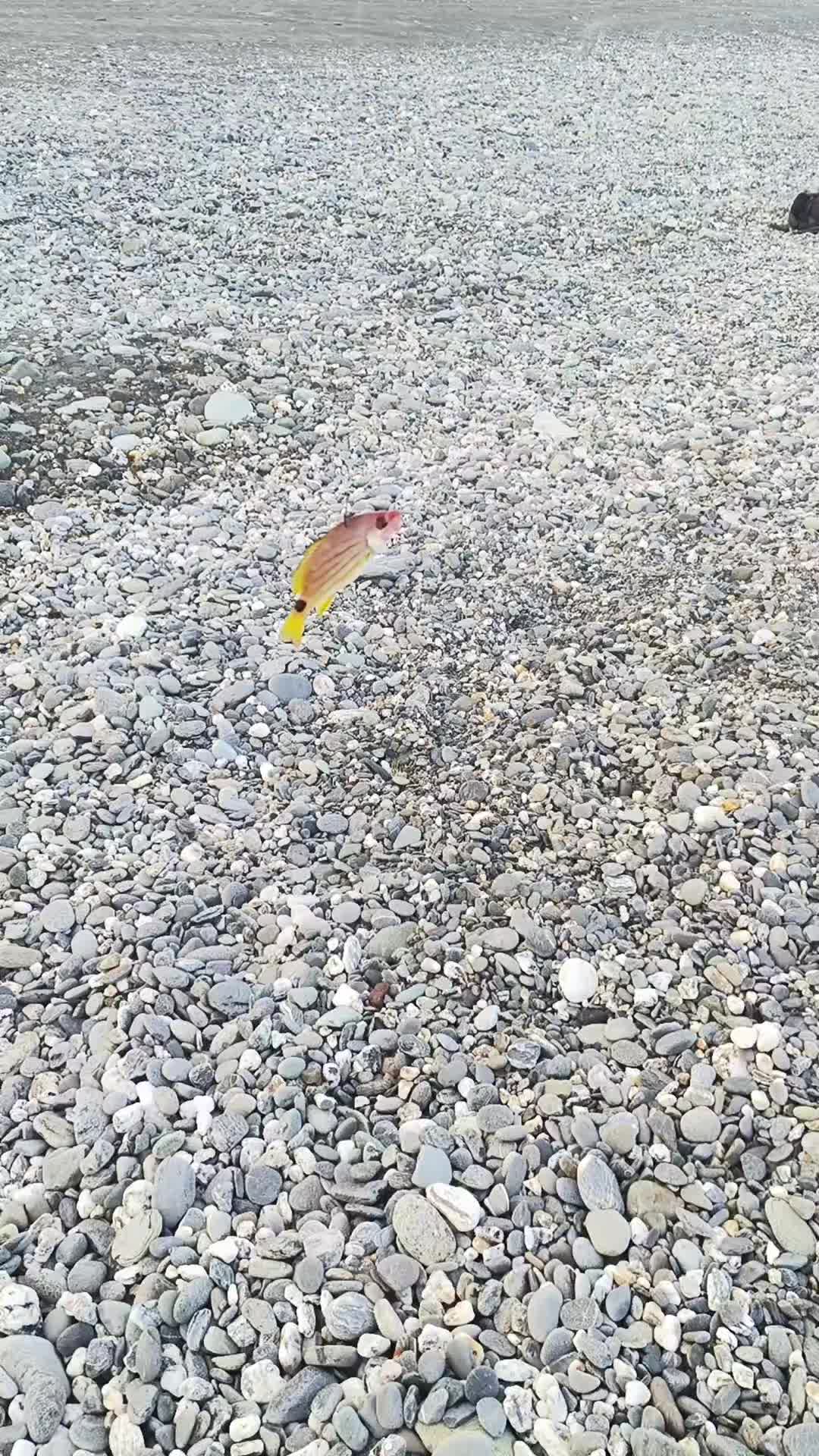 @曾國華(牛奶)