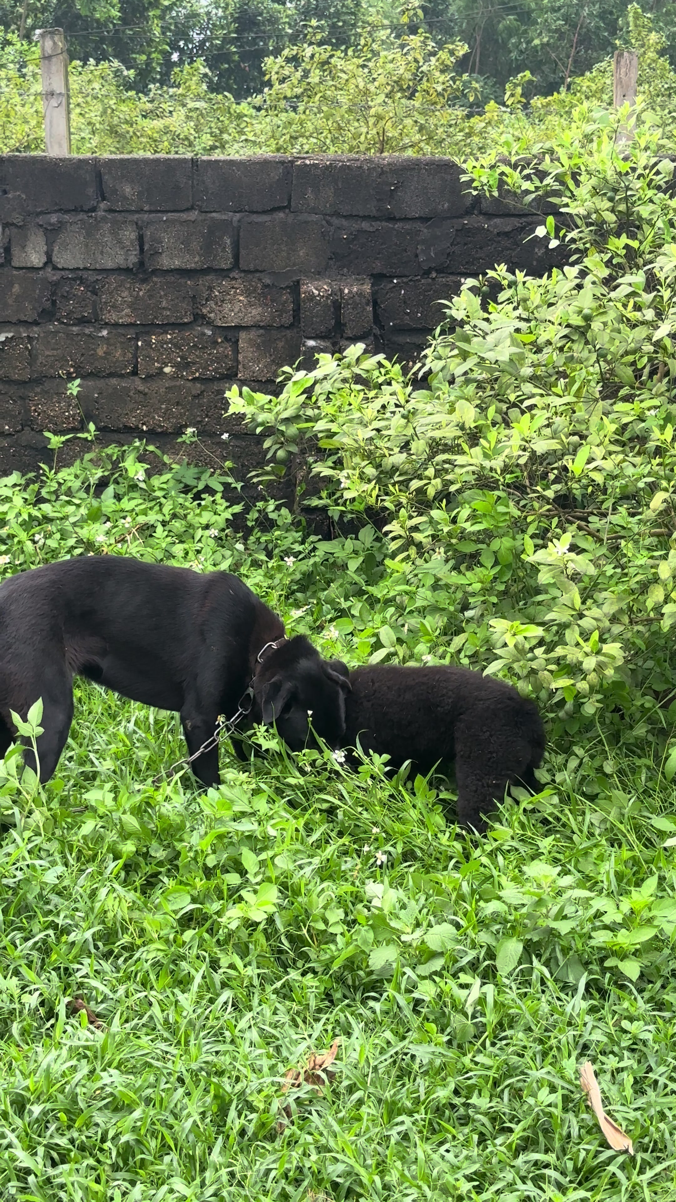 @Khi N&agrave;o Trắng Th&igrave; Đổi T&ecirc;n(Đen)