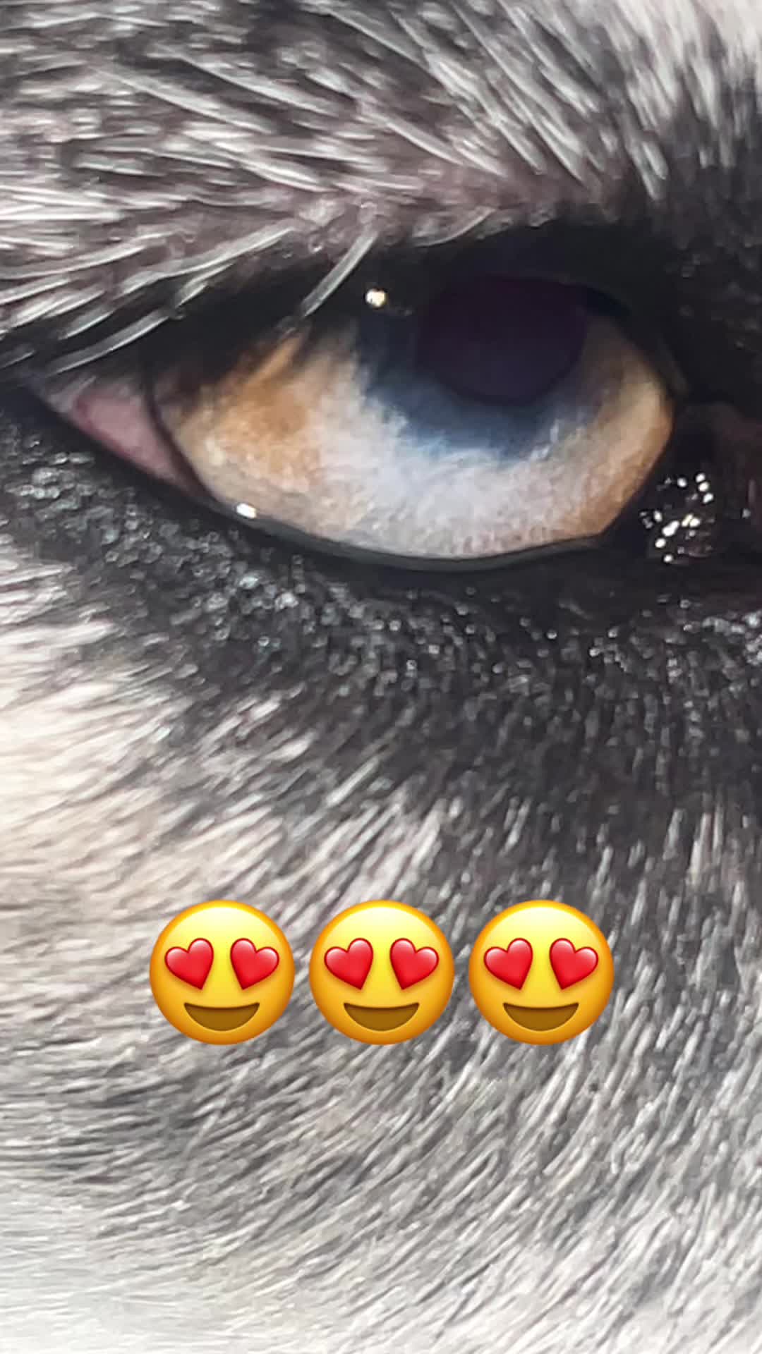 @Sarina🇩🇪🦅