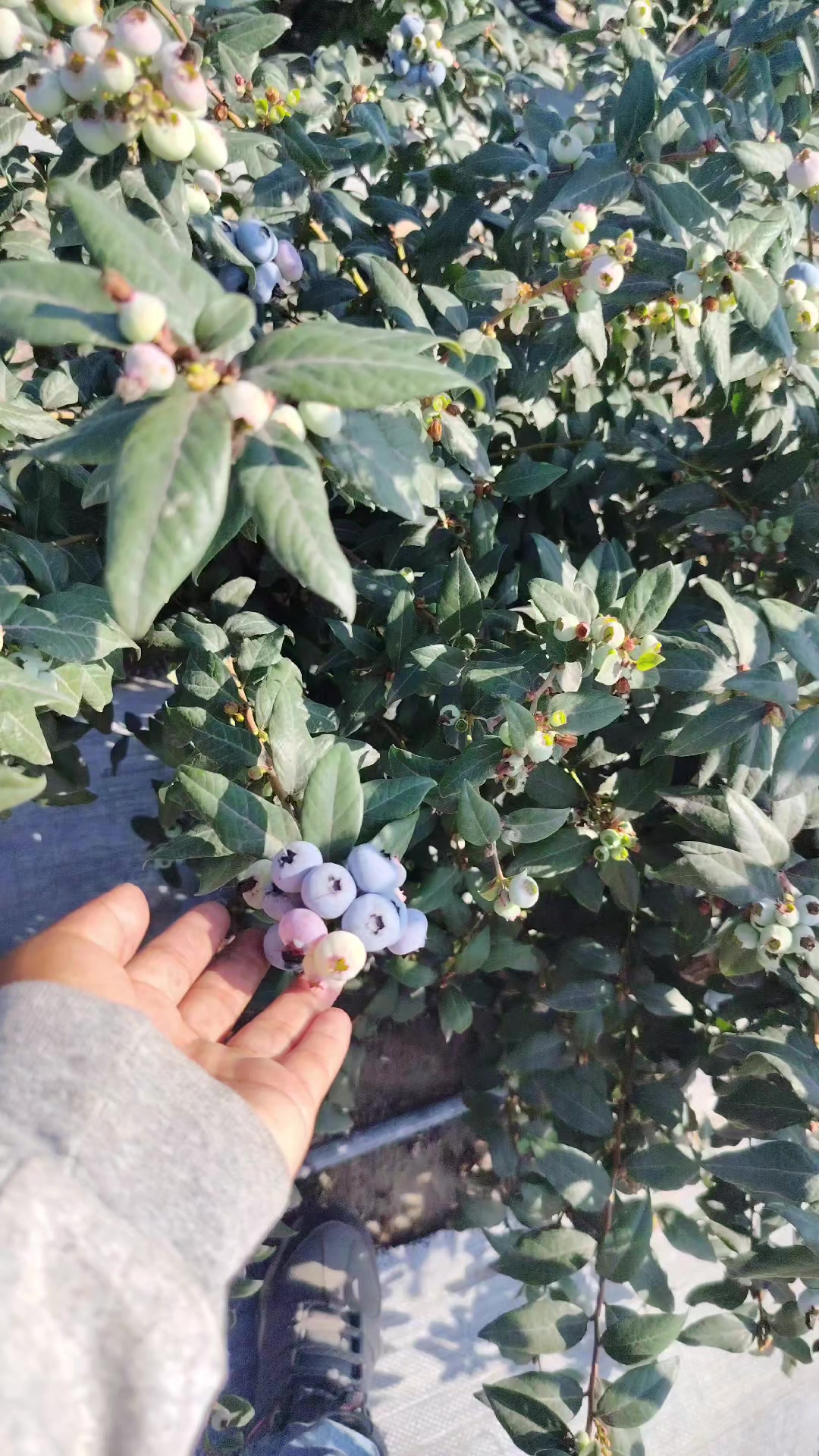 @morenitha🐣🦋🤎