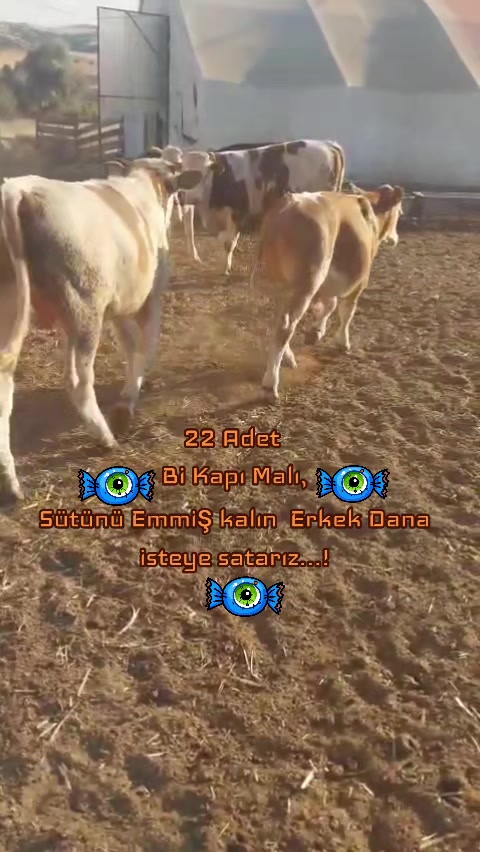 @✎﹏﹏𝐾𝑎𝑑𝑖𝑟 Ş𝑎ℎî𝑛﹏﹏