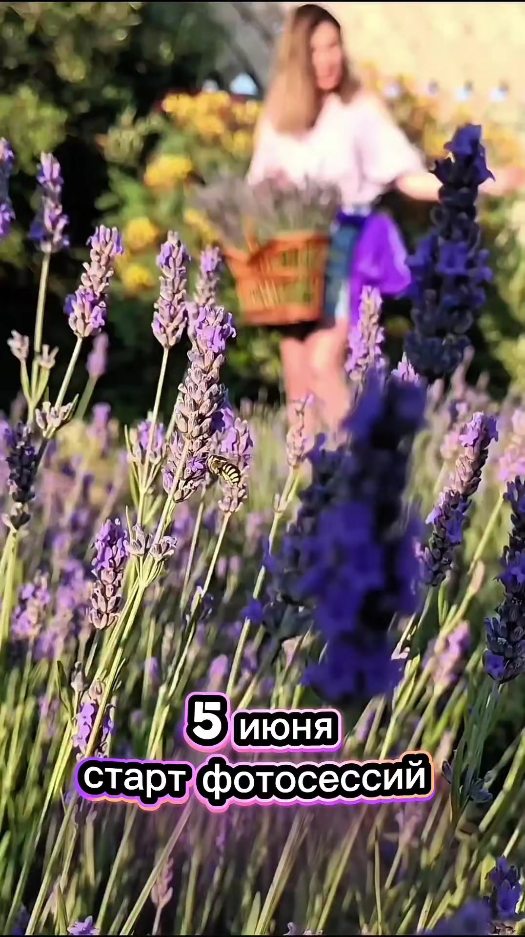 @Aria Lavender