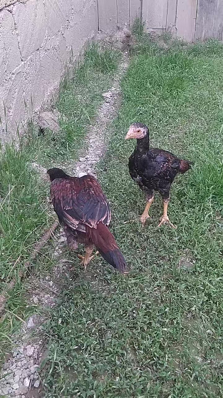 @peşəkarlar 6006556