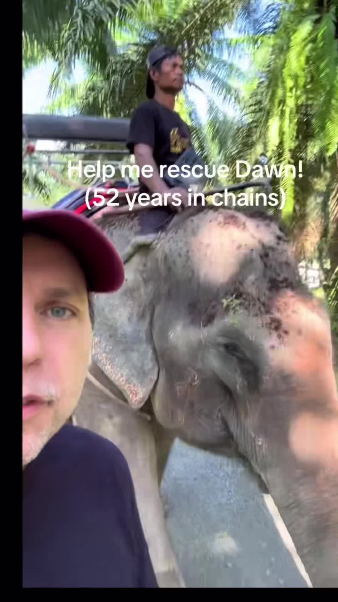 @Animal Antics