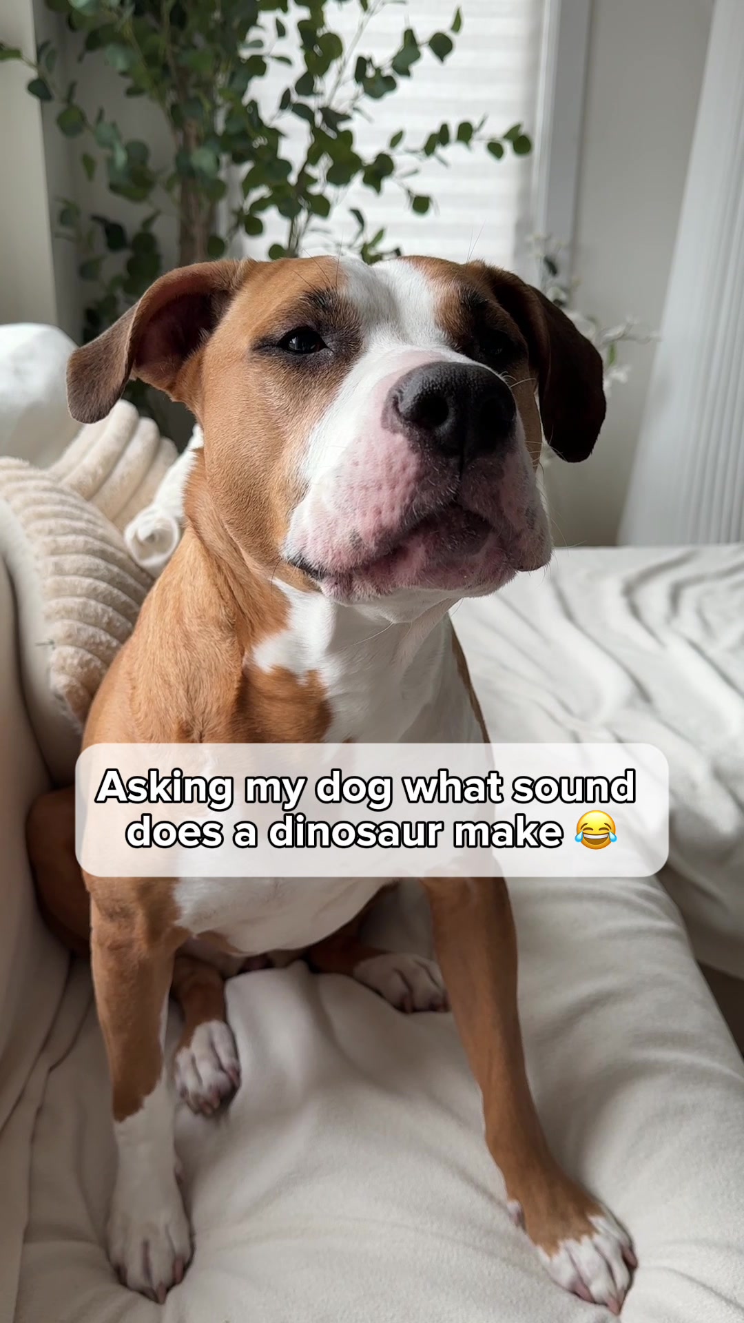 @Luna The Pittie