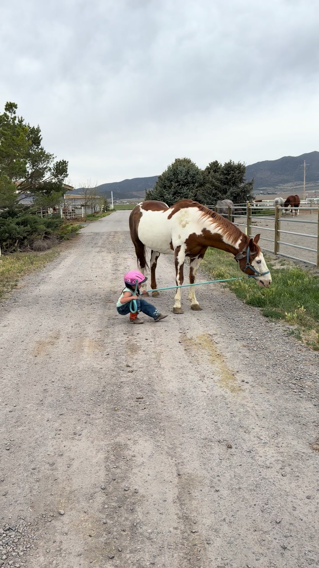 @horselife