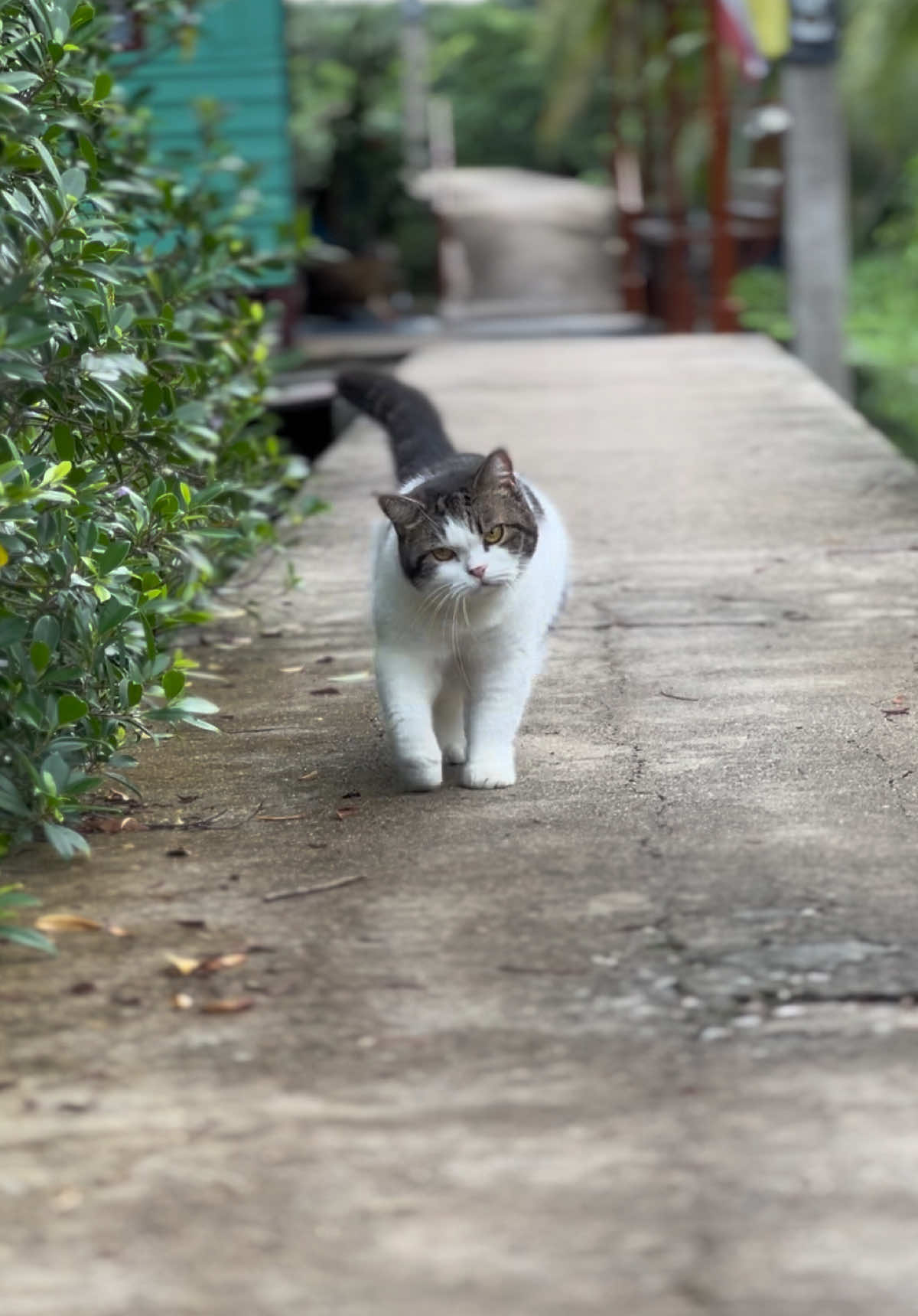 @บ้านผมมีแมวสามตัว😸