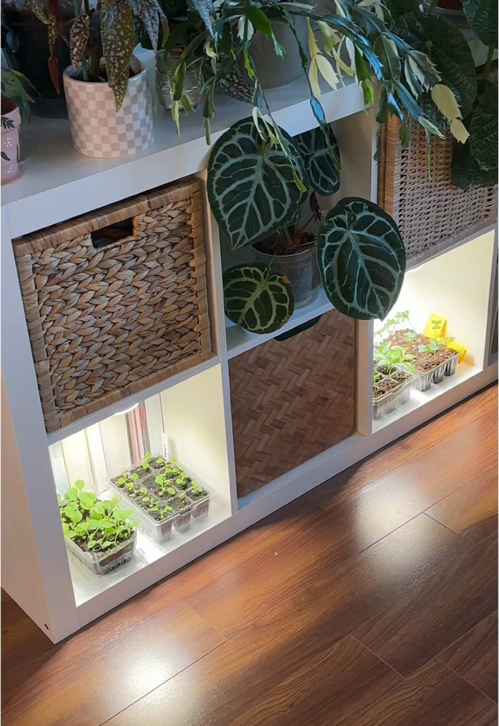 @wildfern