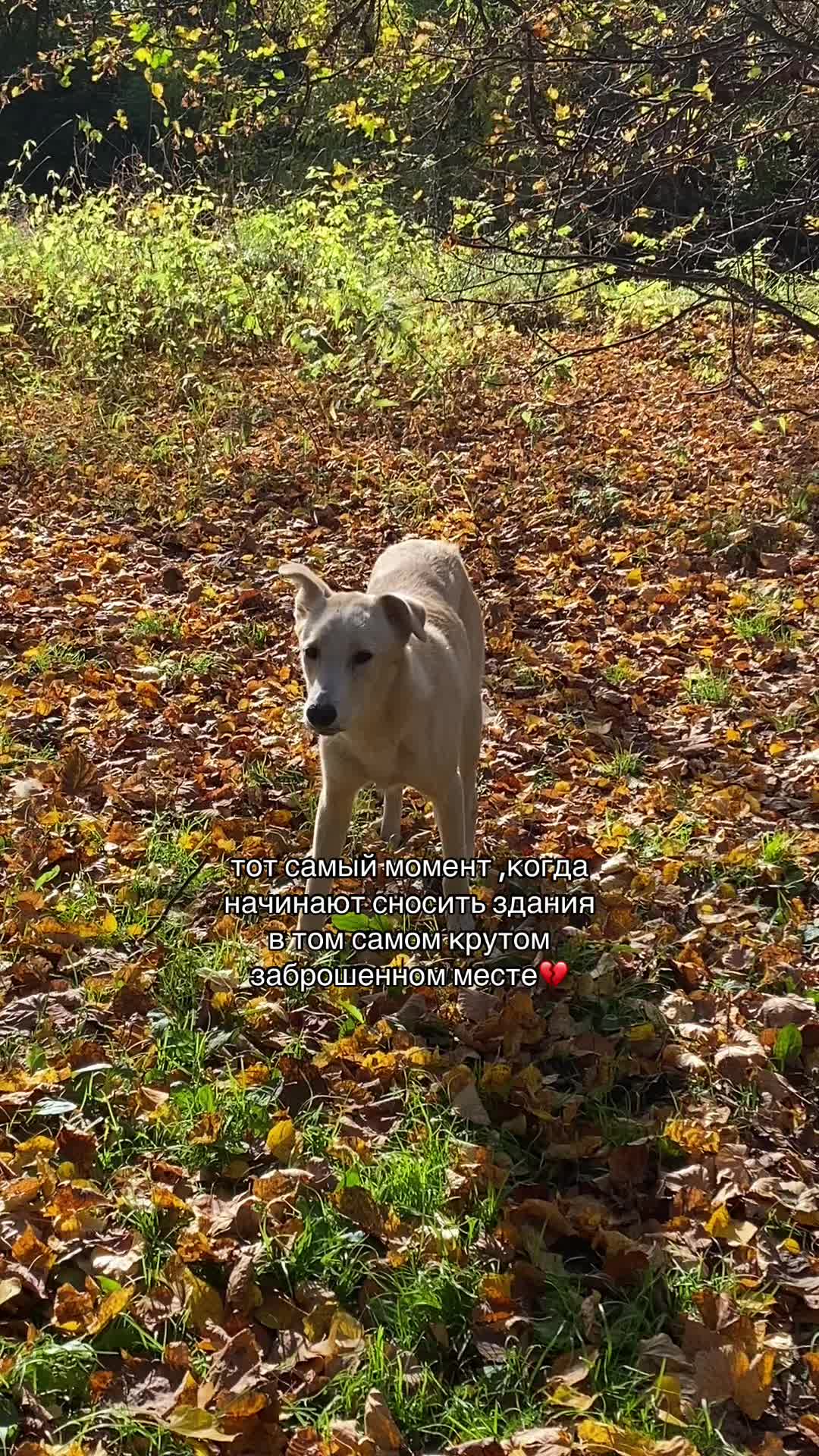 @сoфa вepa