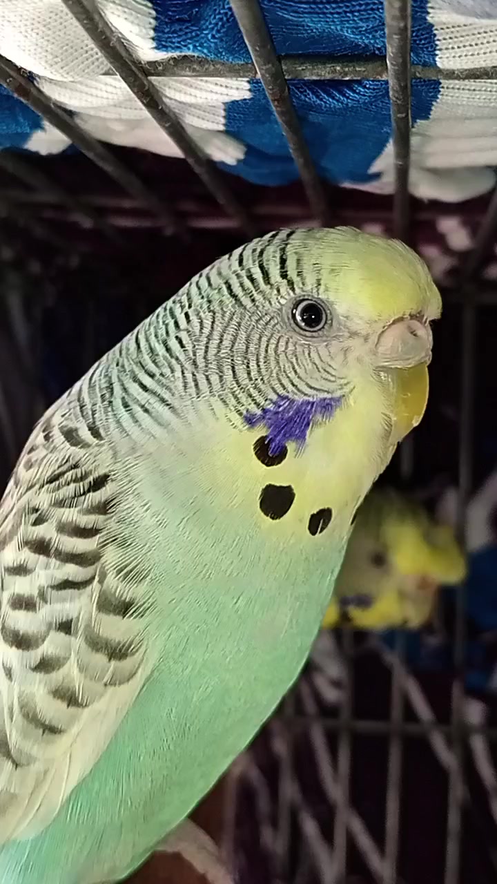 @AviarioRey45🇲🇽