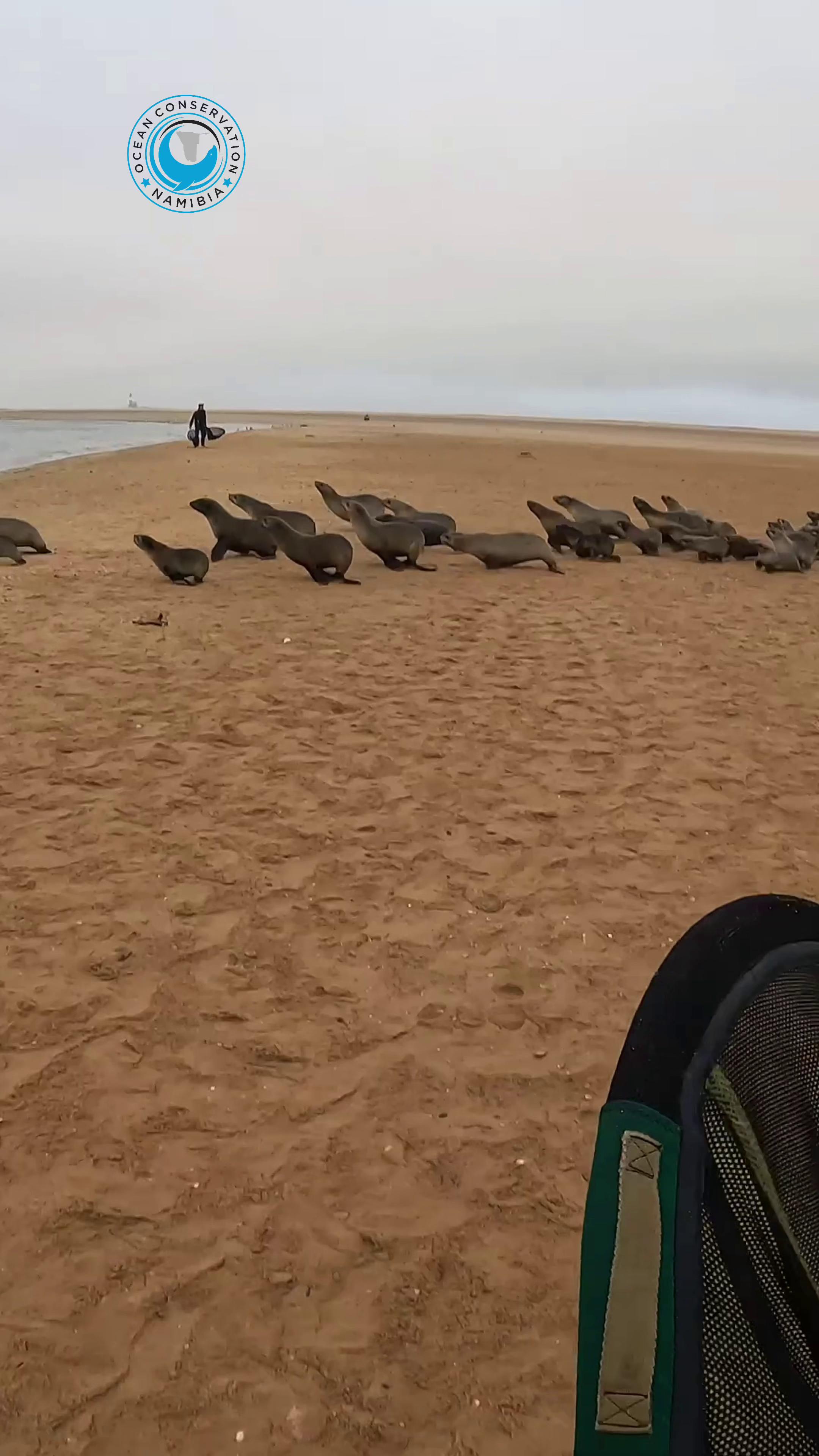 @Ocean Conservation Namibia