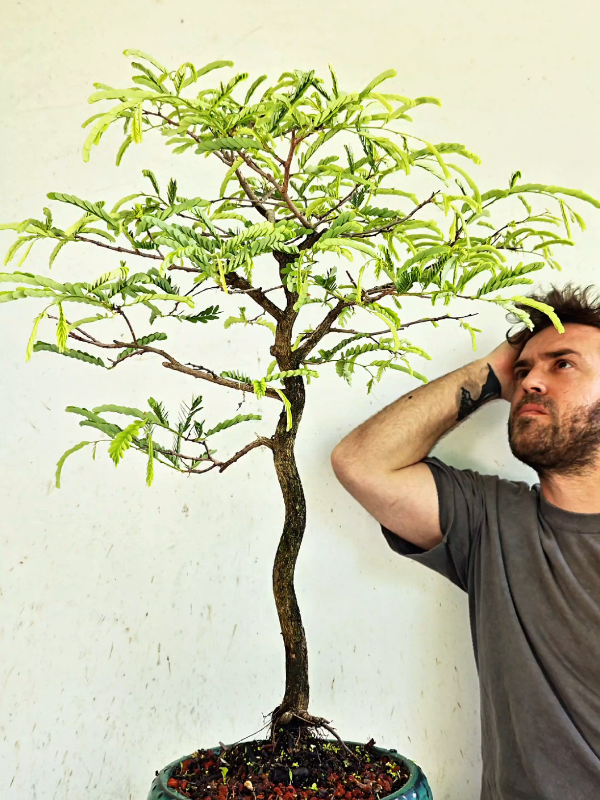 @Bryan Loves Bonsai
