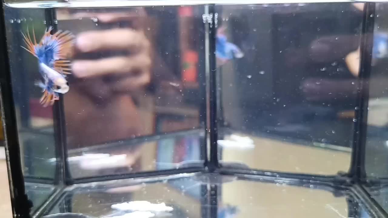 @The Betta-Buddy Shop