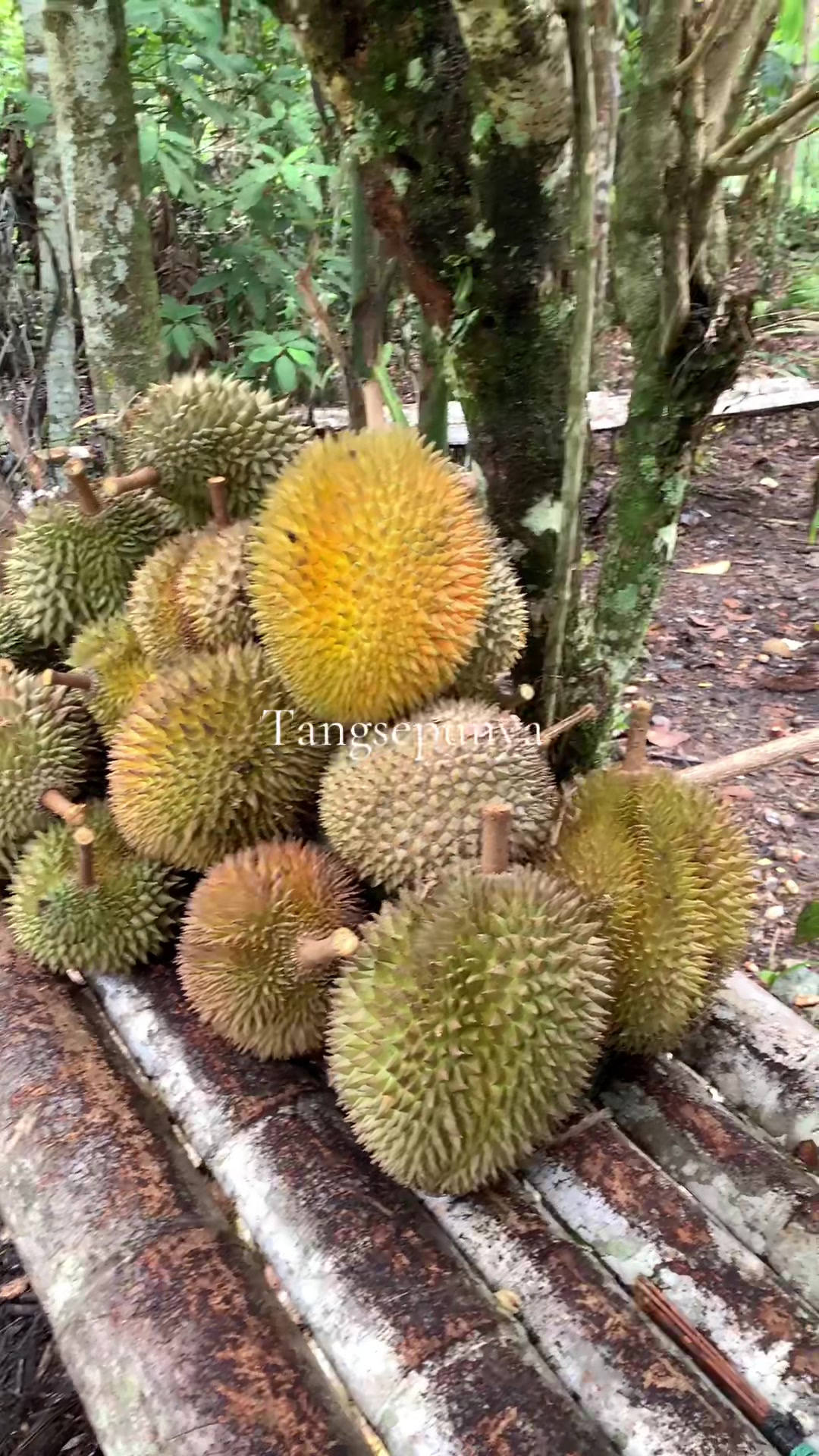 @tangse_punya