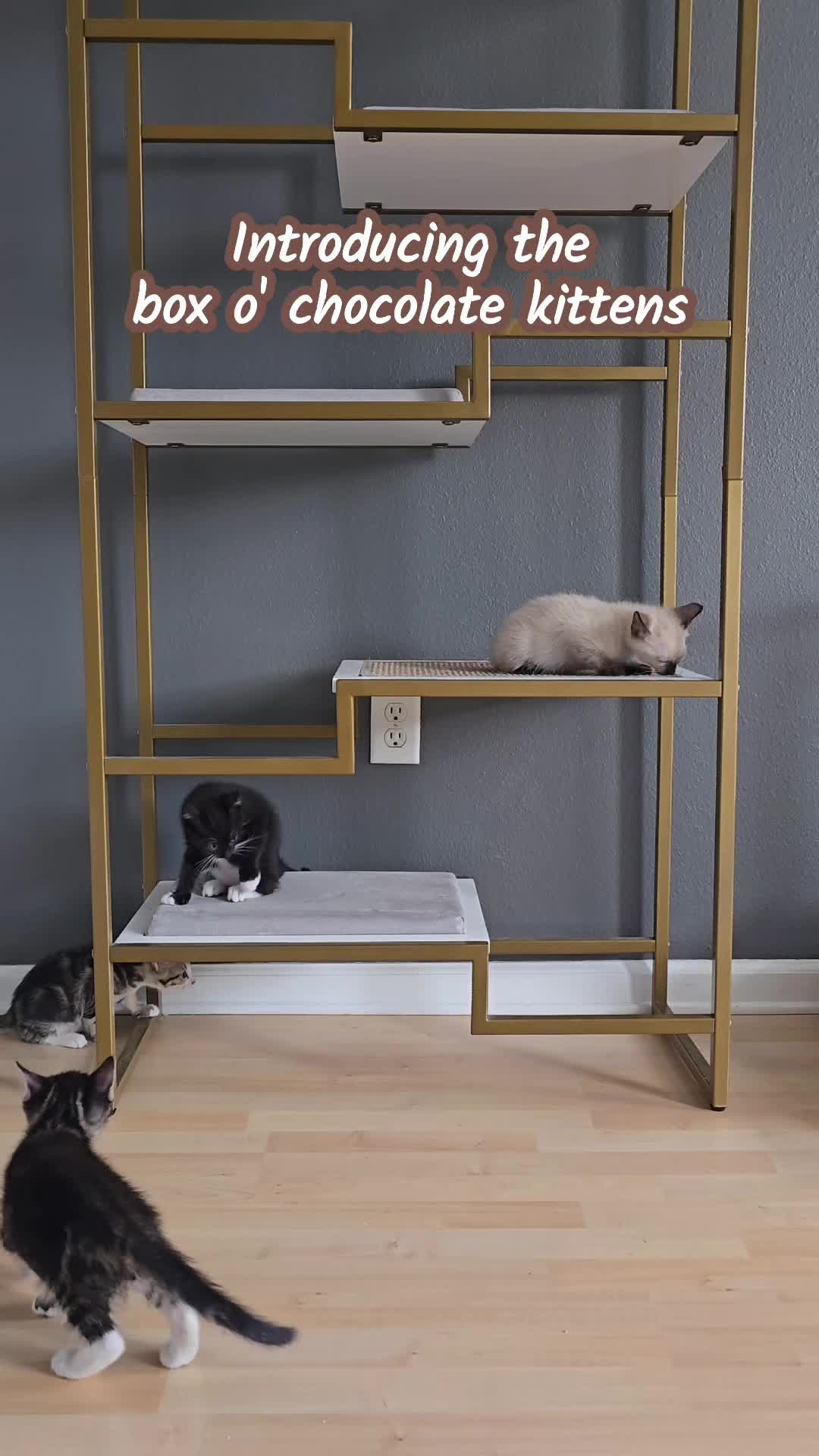 @The Refined Feline