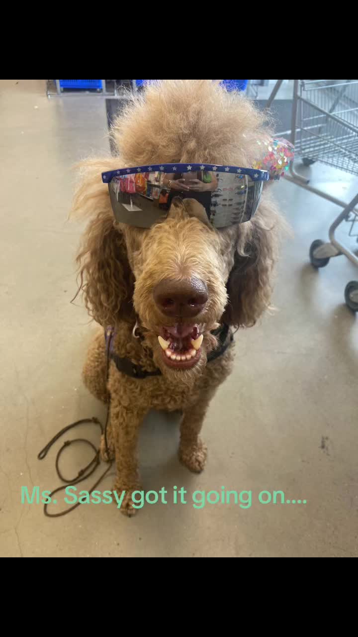 @Ms. Sassy -The Standard Poodle