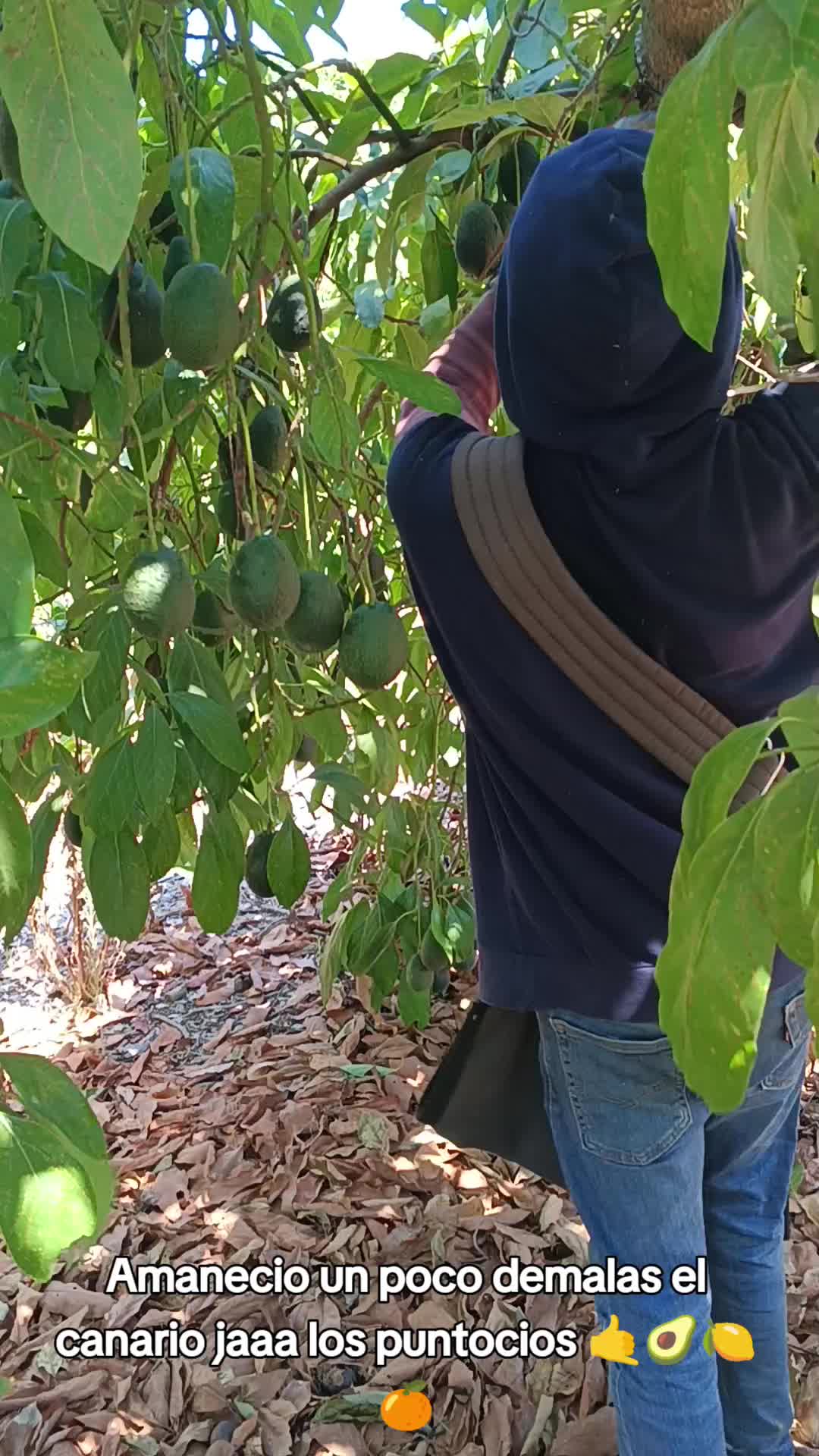 @los puntocios 🥑🍋🍊🤙🤙