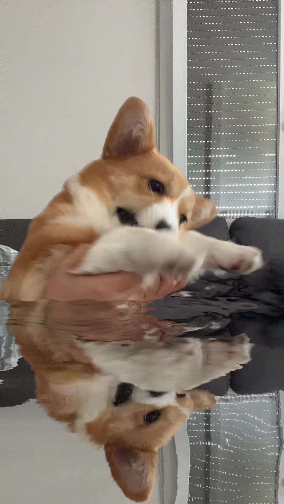 @Monty the Pembroke Welsh Corgi