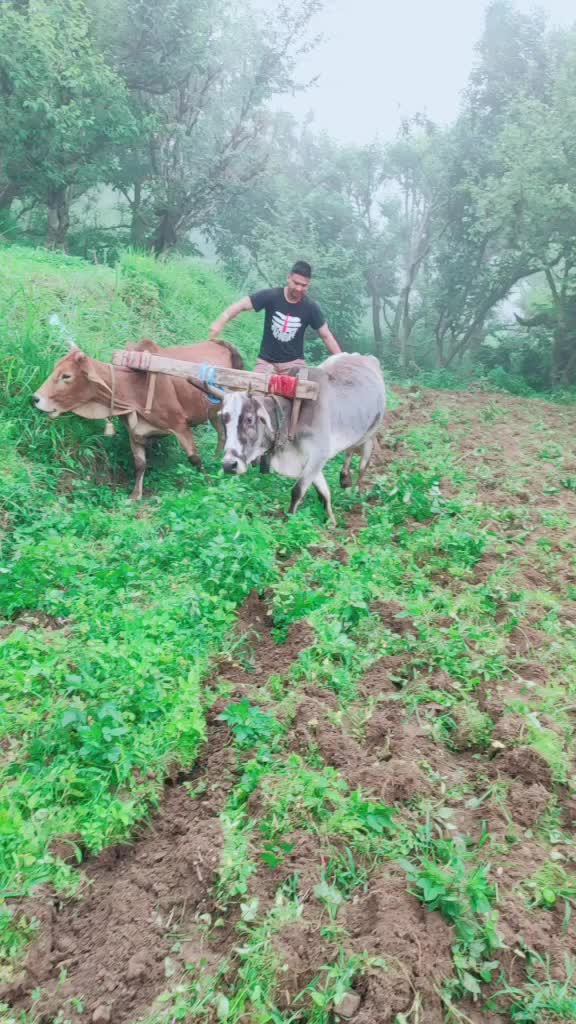 @pankaj पहाड़ी143uk03