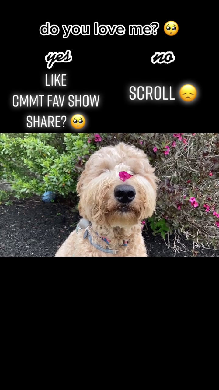 @indie.doodle
