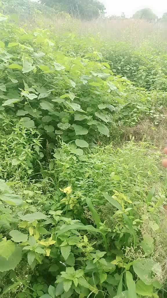 @💖pabba Harshini💖