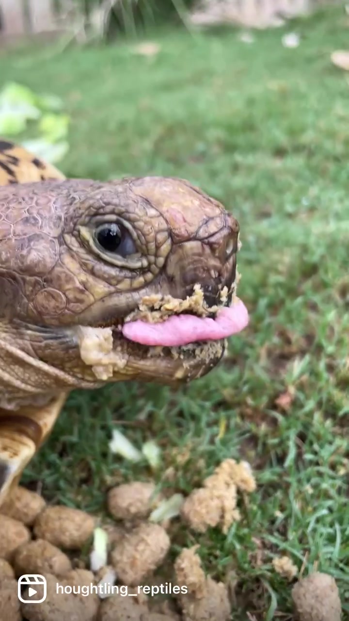 @Houghtling Reptiles