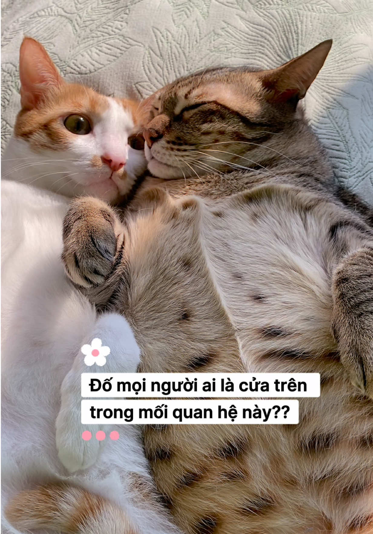 @Gia Đình Cá Cua