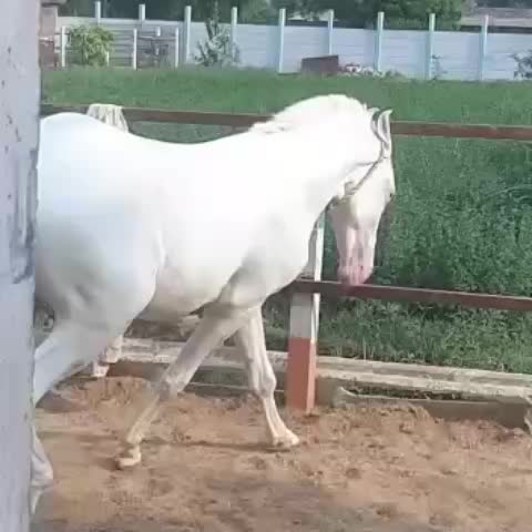 @🏇Sonu rider🏇