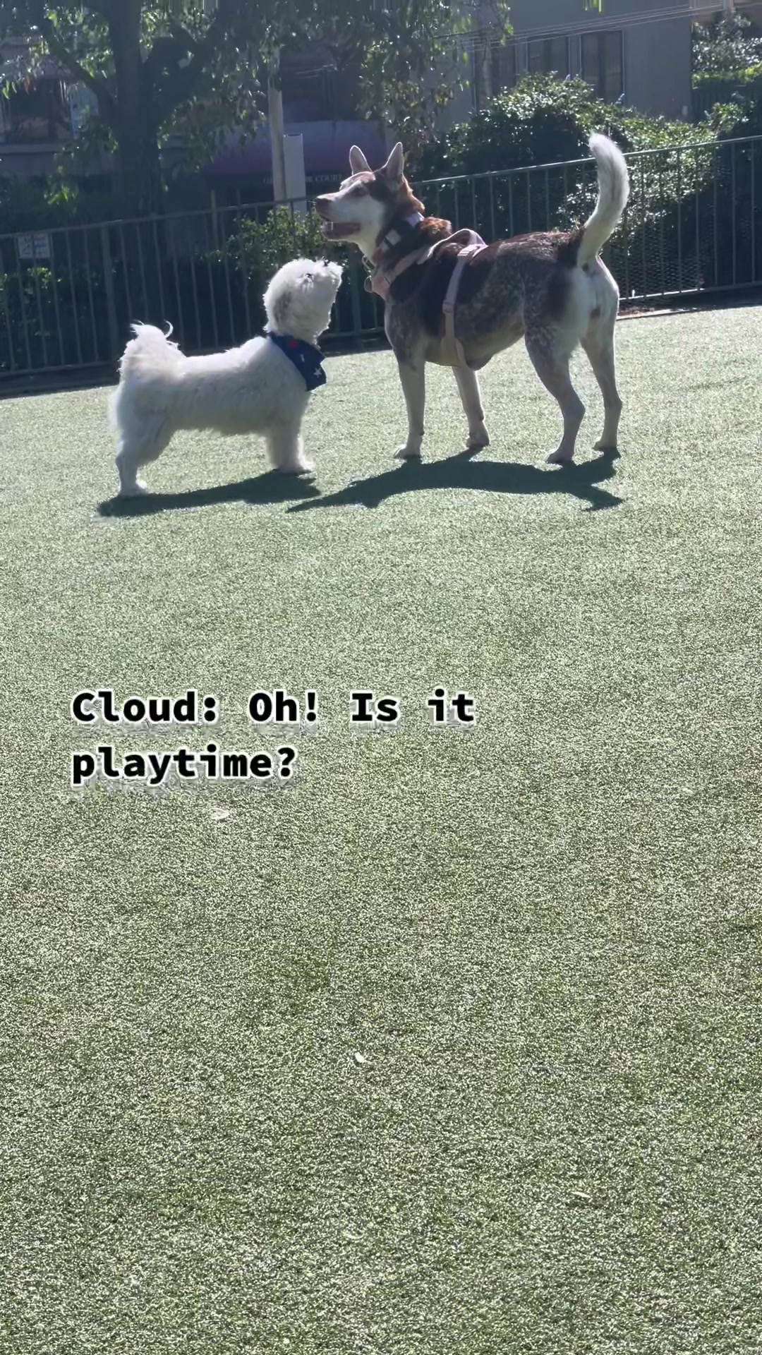 @Cloud the Dog