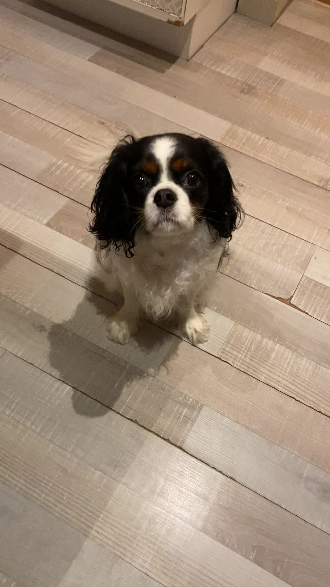 @Cavalier King Charles