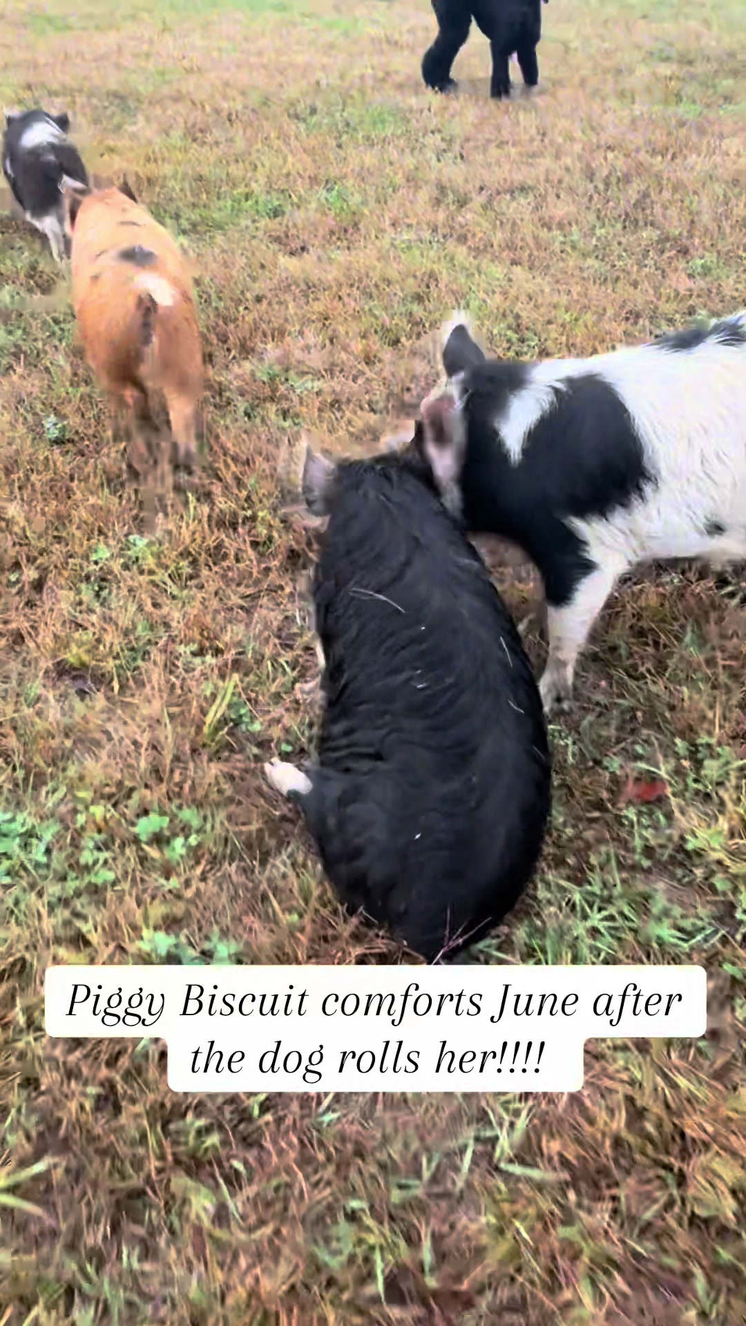 @prairiepiglets