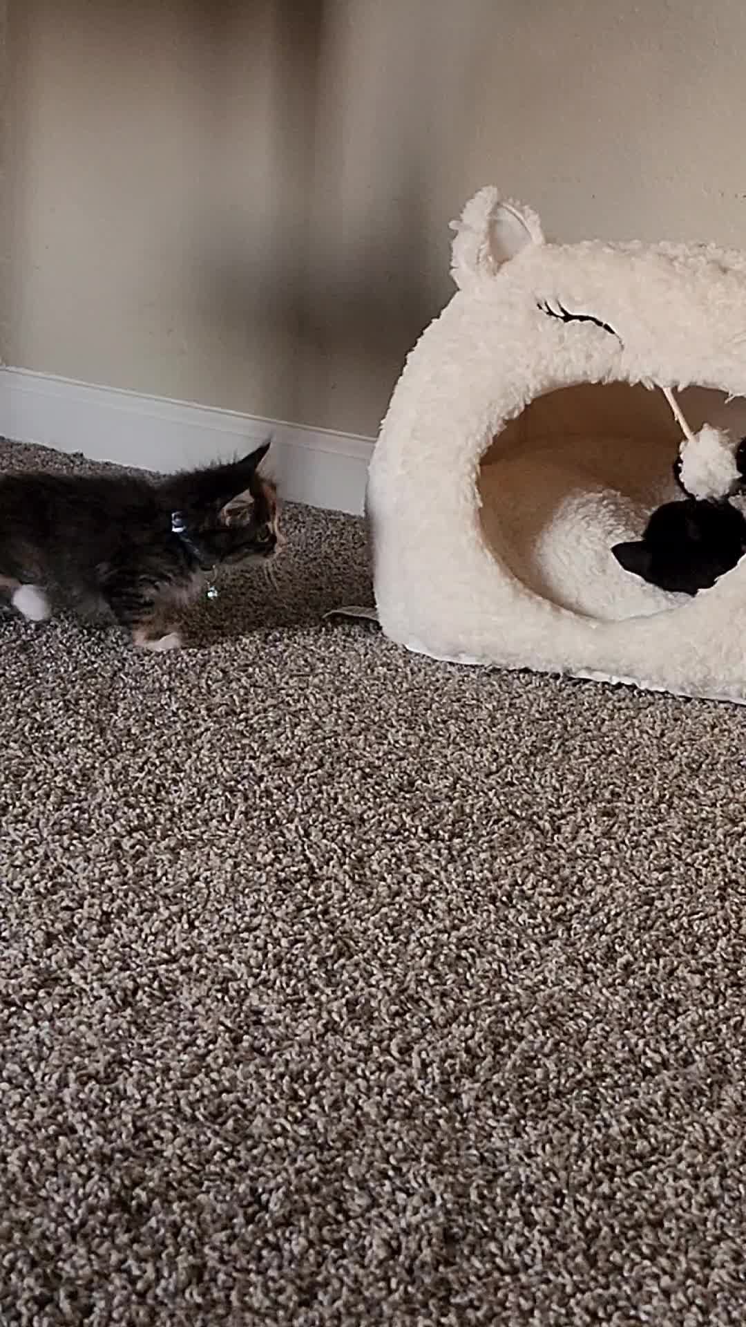 @Superkitties