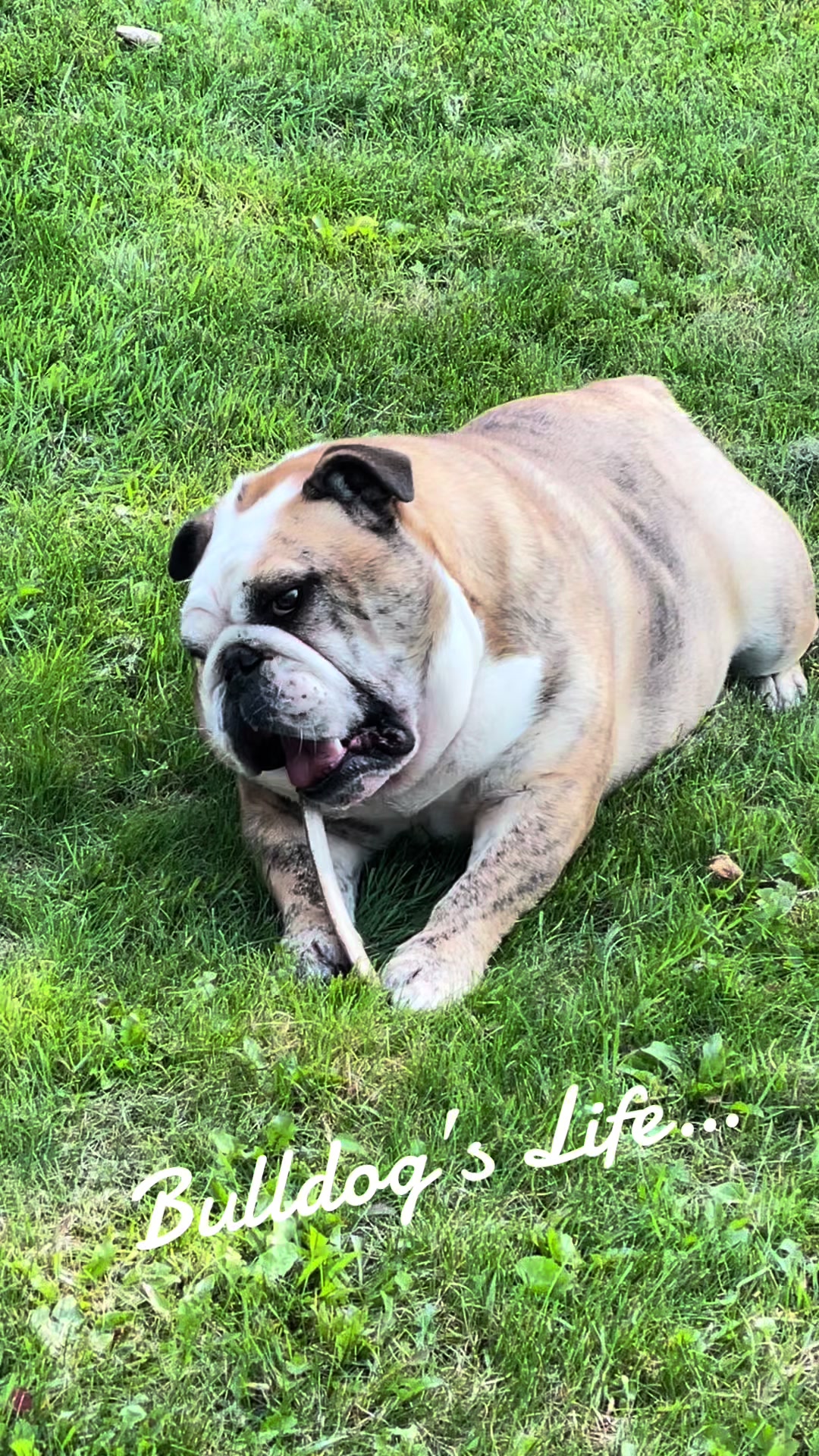@Pedrobulldog