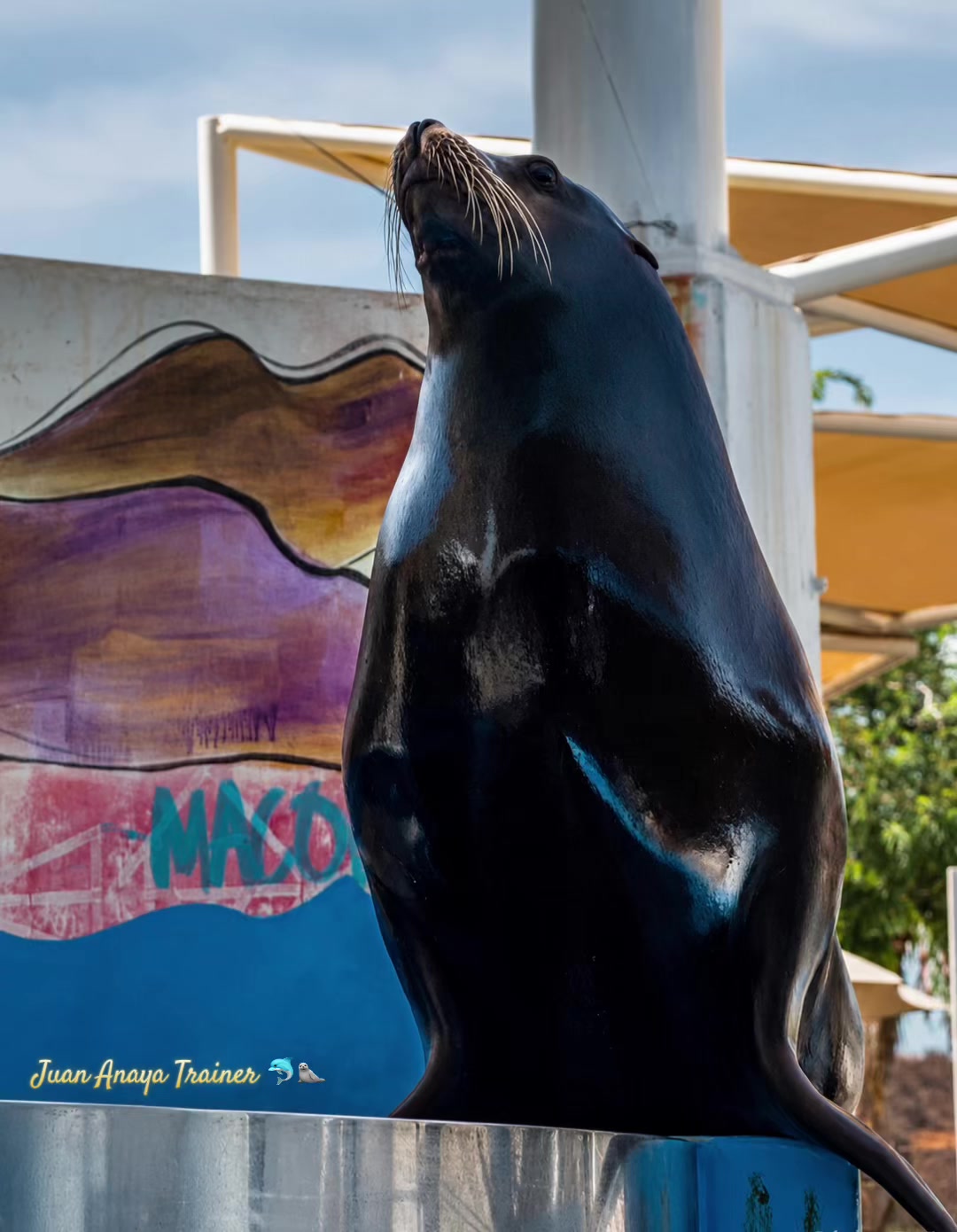 @Juan Anaya Trainer 🐬🦭