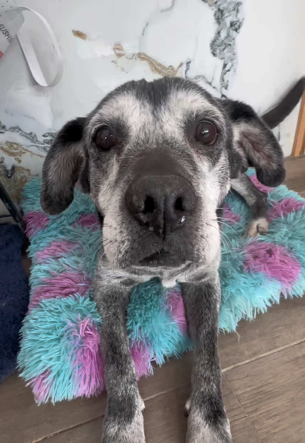 @HeyCosmopaws!