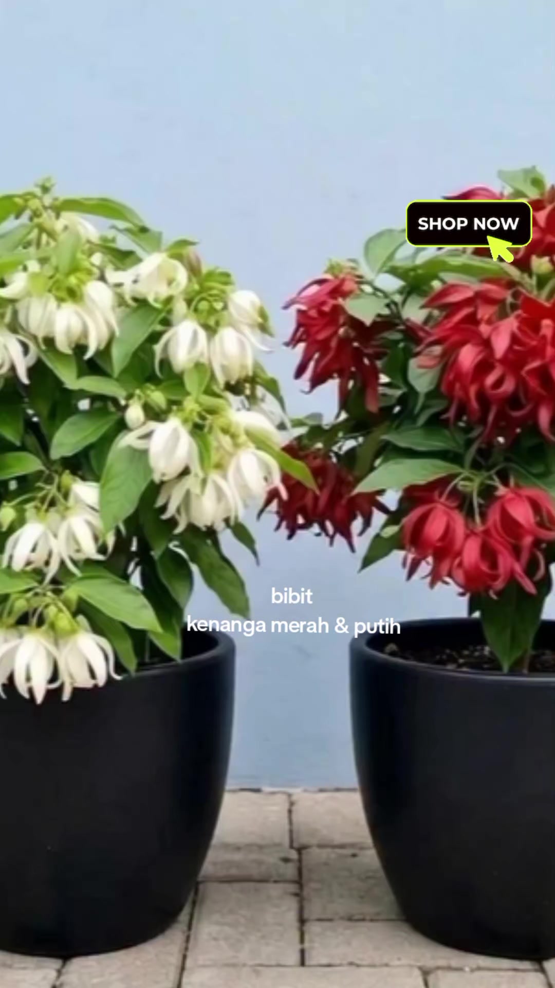 @NUNUNG INSANI