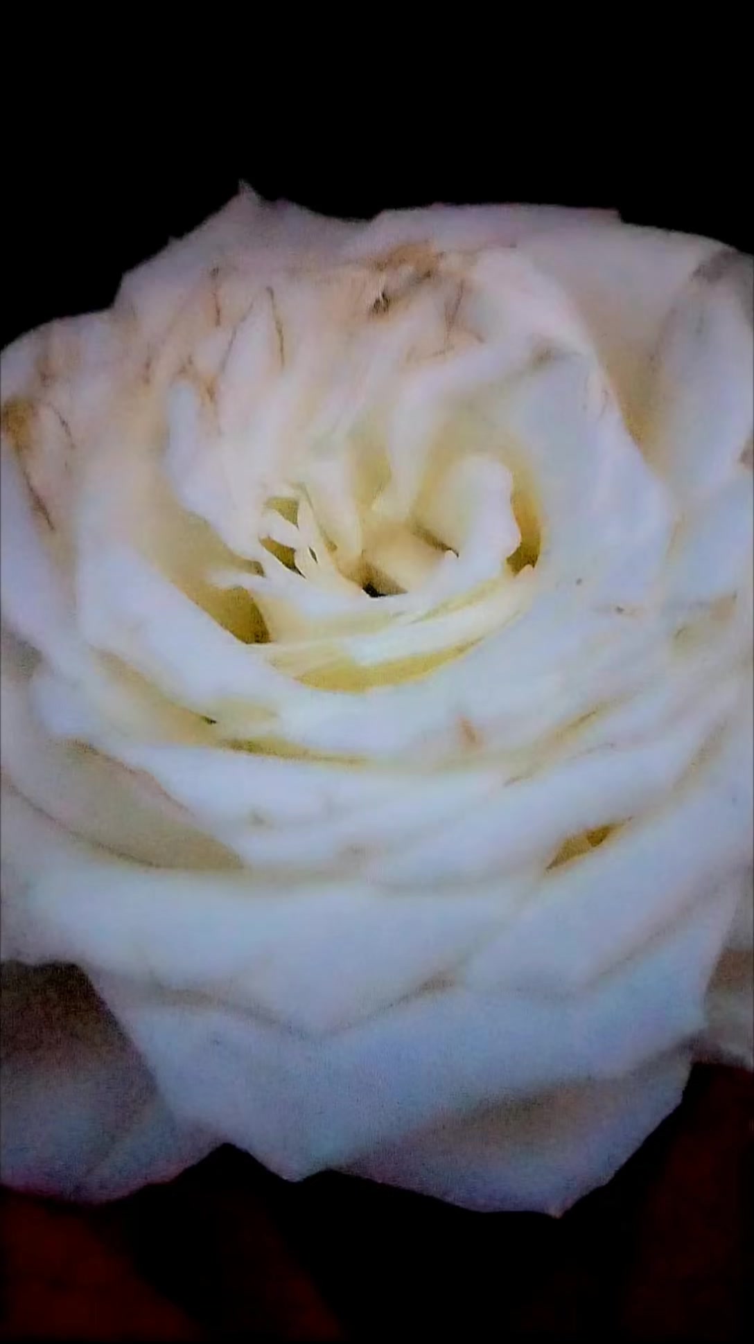 @الجوهرة السوداء