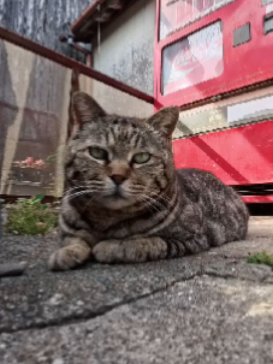 @感動猫動画