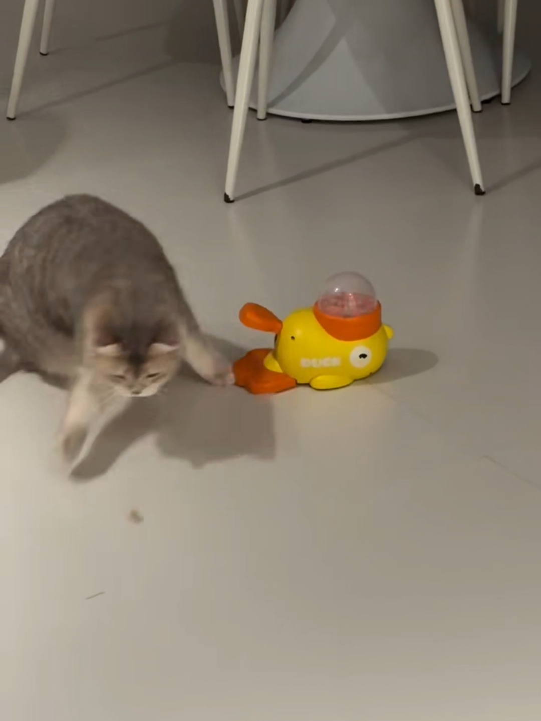 @Chonky World Of Cats